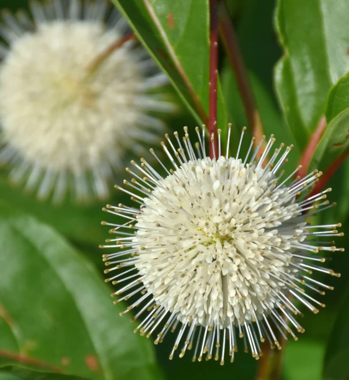 July 2025 Plant of the Month: Buttonbush