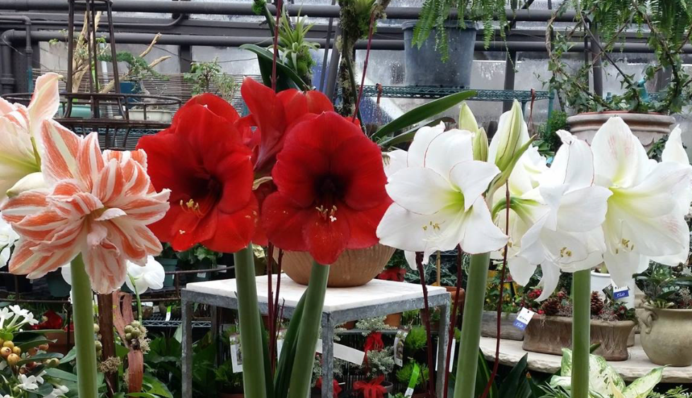 Amaryllis: December's Dazzling Plant of the Month