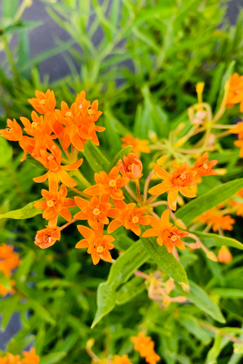 Butterfly Weed Care Instructions