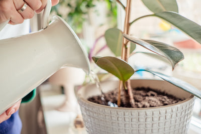 Life-Saving Indoor Plant Resolutions