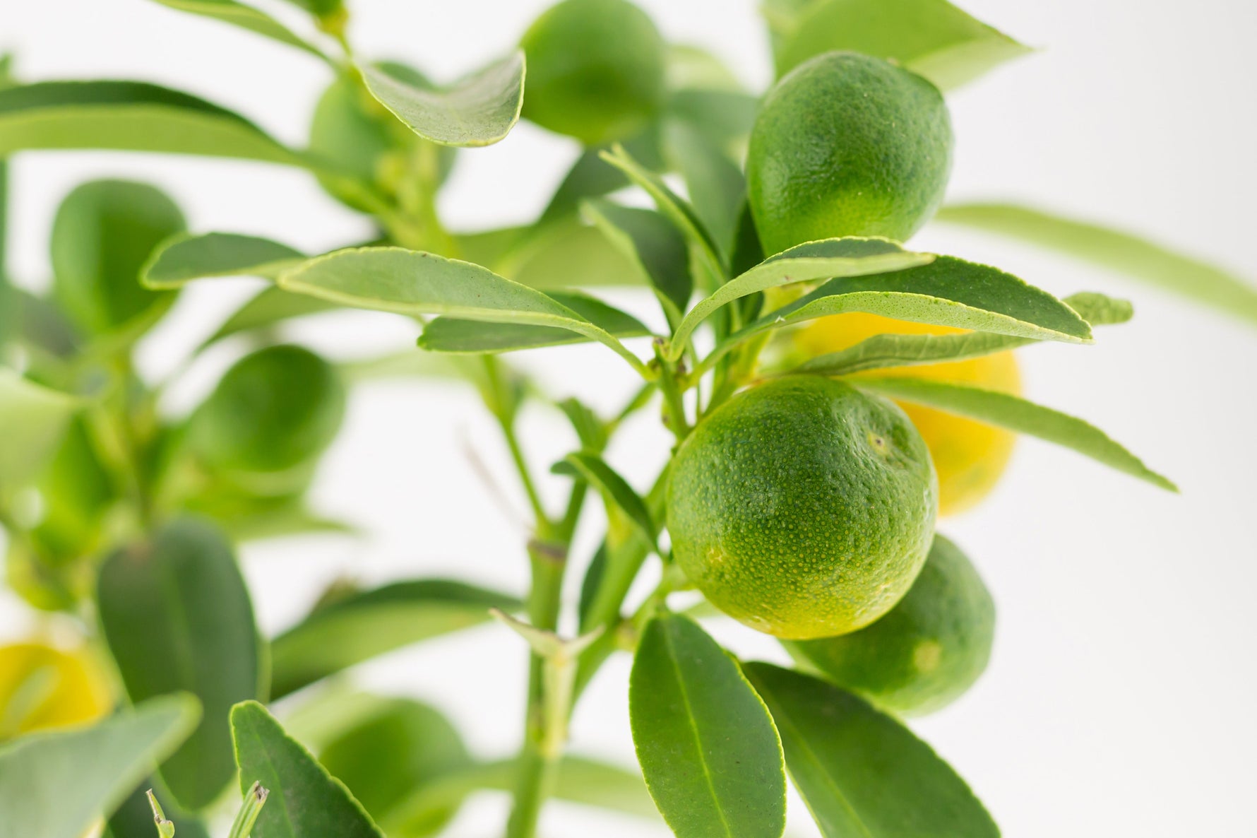 Citrus Plant lime tree