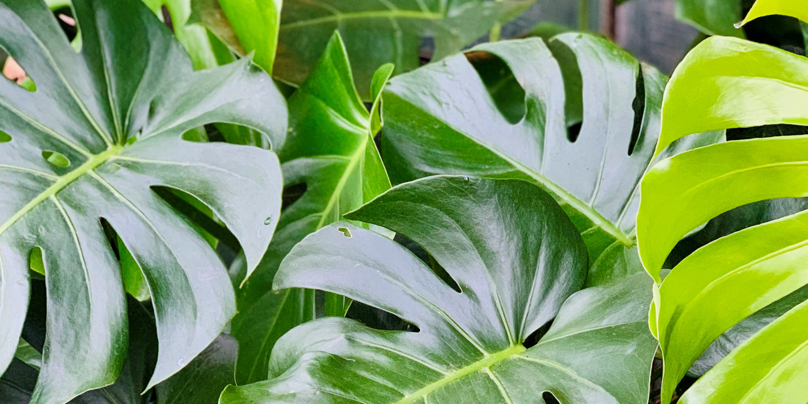 October Indoor Plant of the Month: “Monstera Madness”