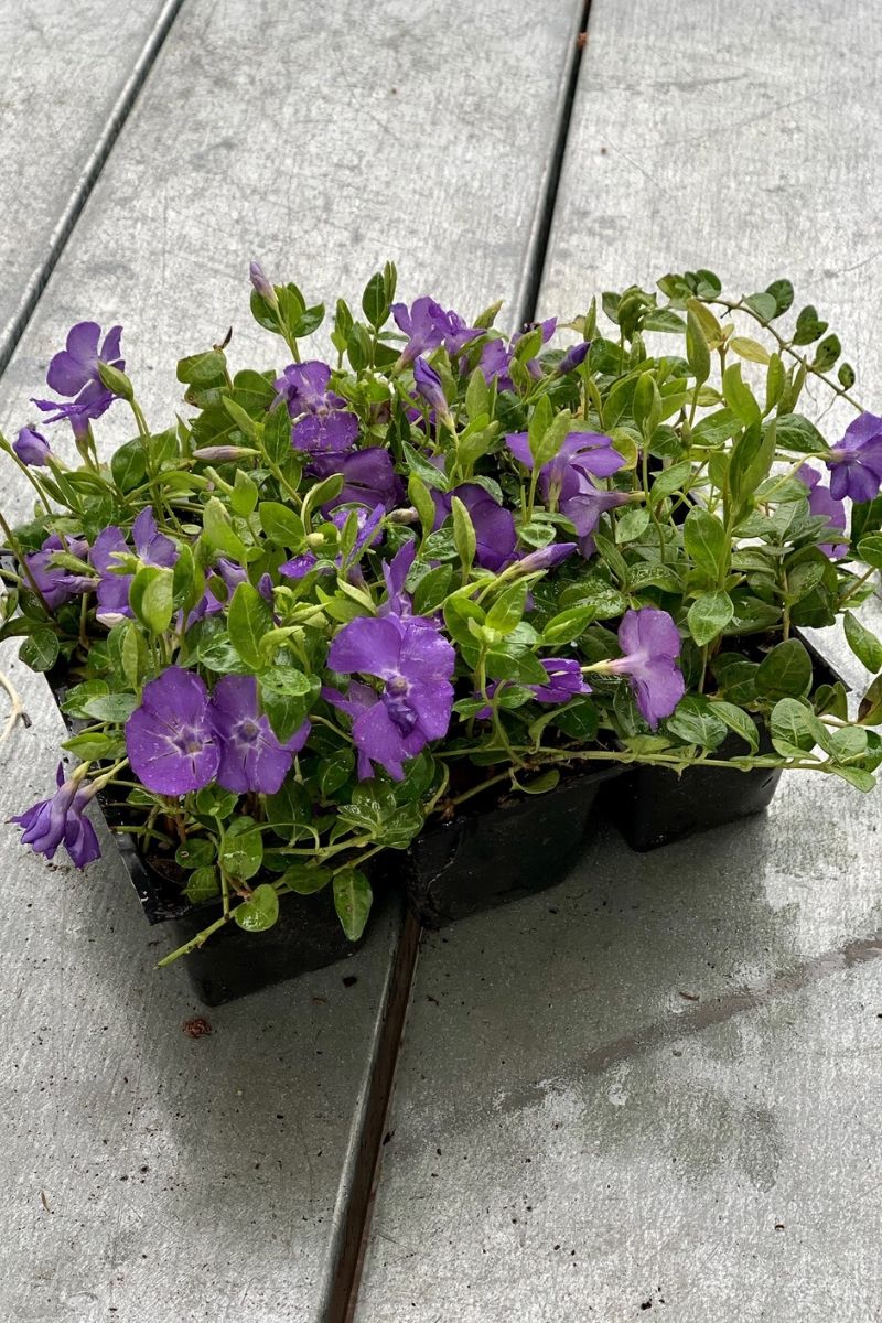 Vinca Ground Cover Care Instructions