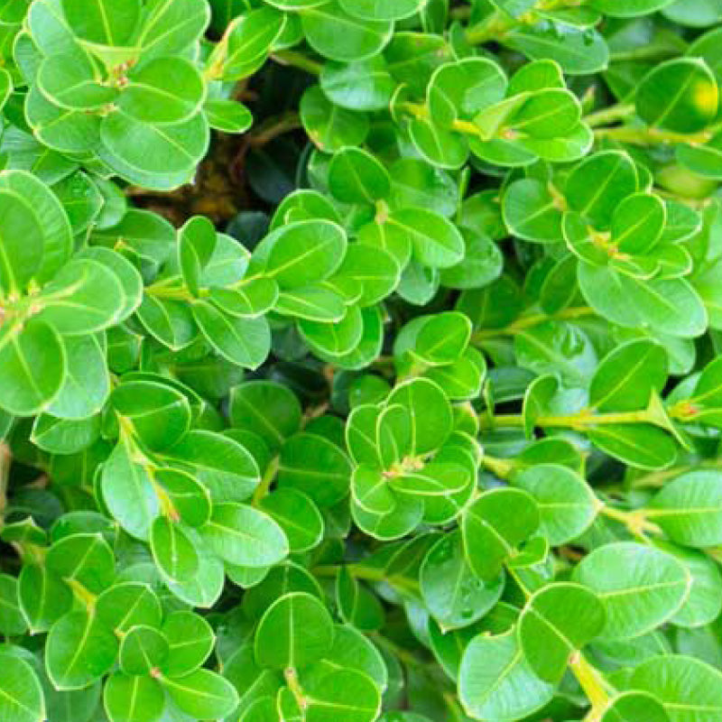 Green Velvet Boxwood Care Instructions