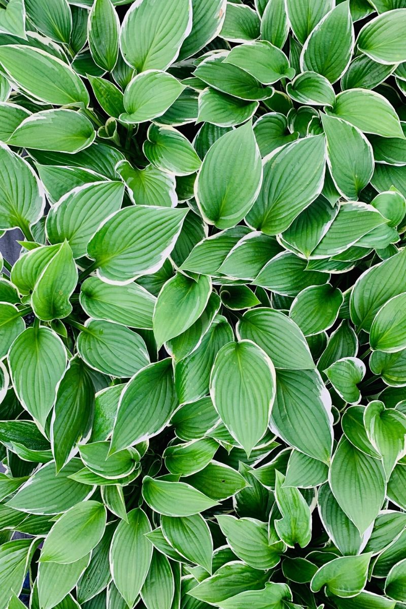 Francee Hosta Care Instructions