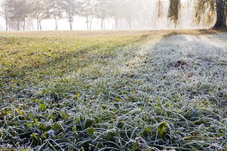 Frost on grass winter garden