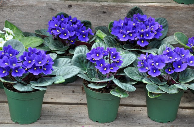 African-violet