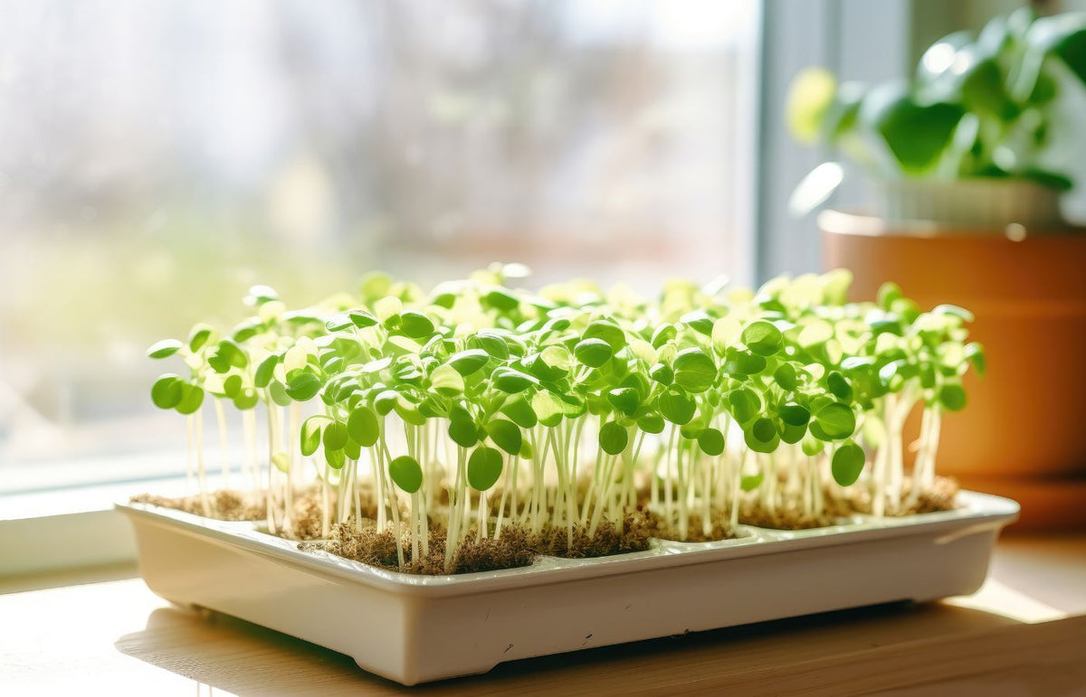 microgreens in window