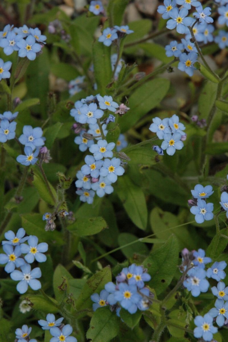 Blue Forget-Me-Not Care Instructions