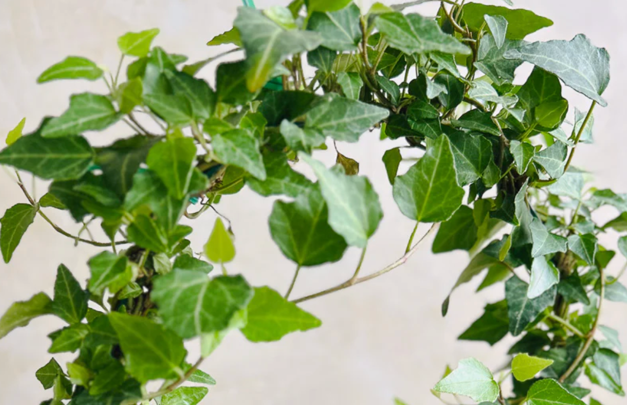 November Plant of the Month: Elegant Herb Topiaries of Rosemary and Lavender