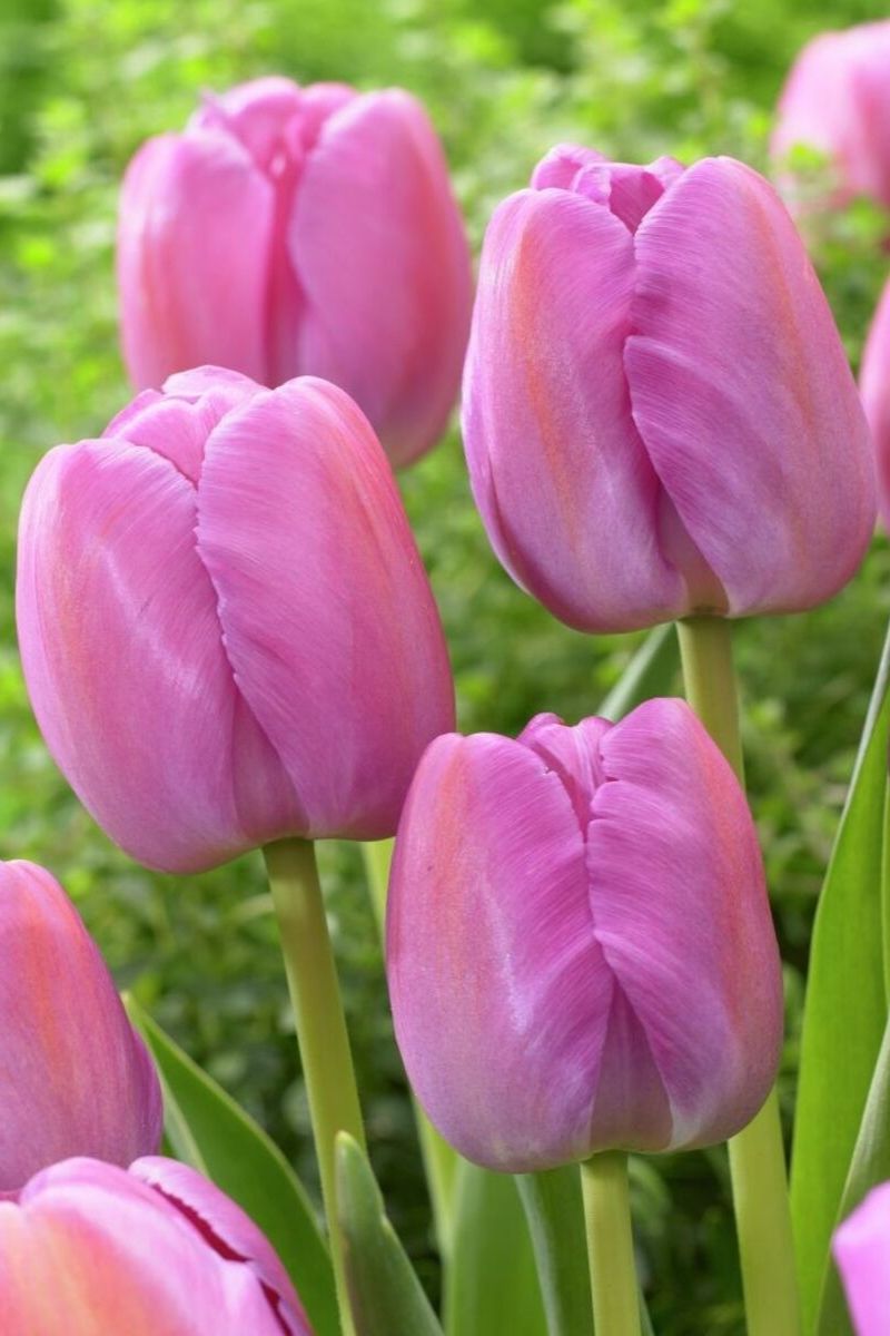 Spring Blooming Bulbs SALE