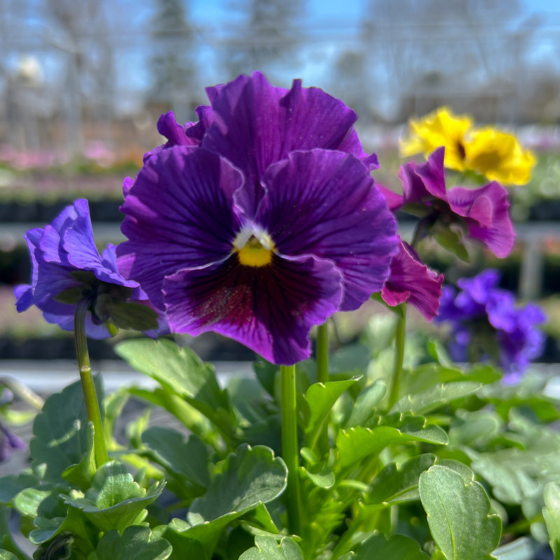 Early Spring Blooms – Chalet