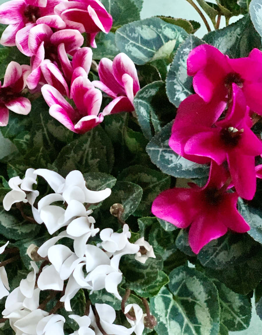 Flowering Indoor Plants