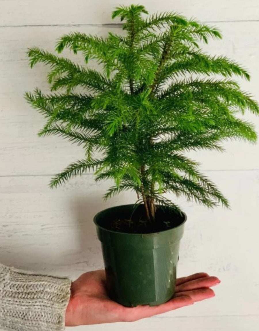Plant of the Month | Norfolk Pine Trees