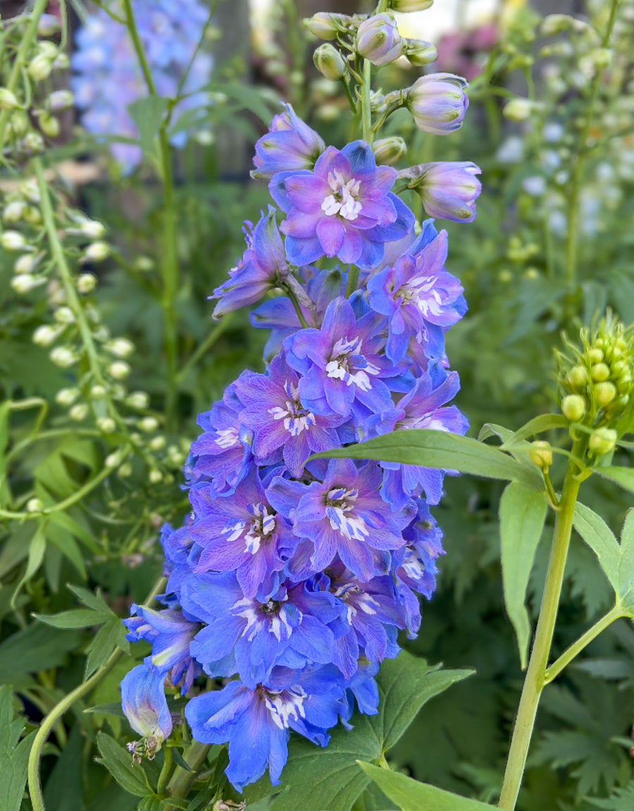 Seeds | Flowers