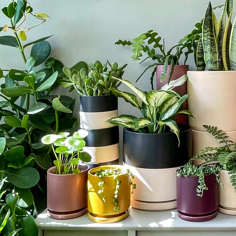 Indoor Planters + Surface Protectors