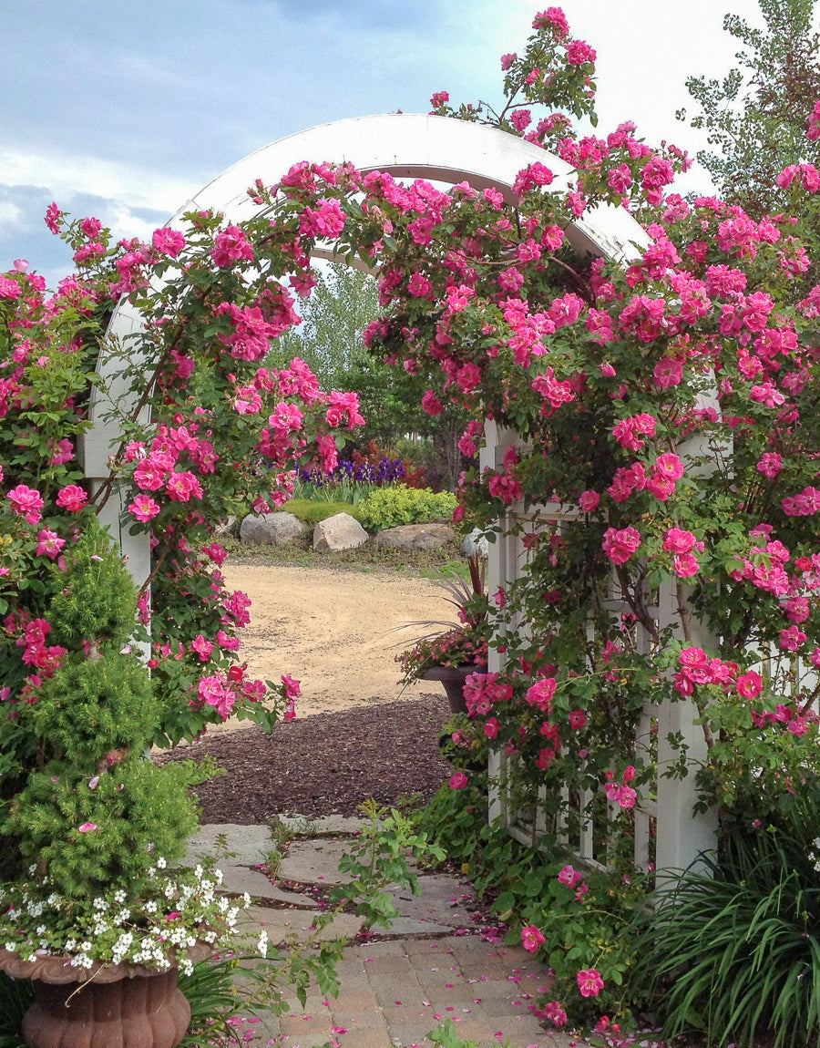 Climbing Roses