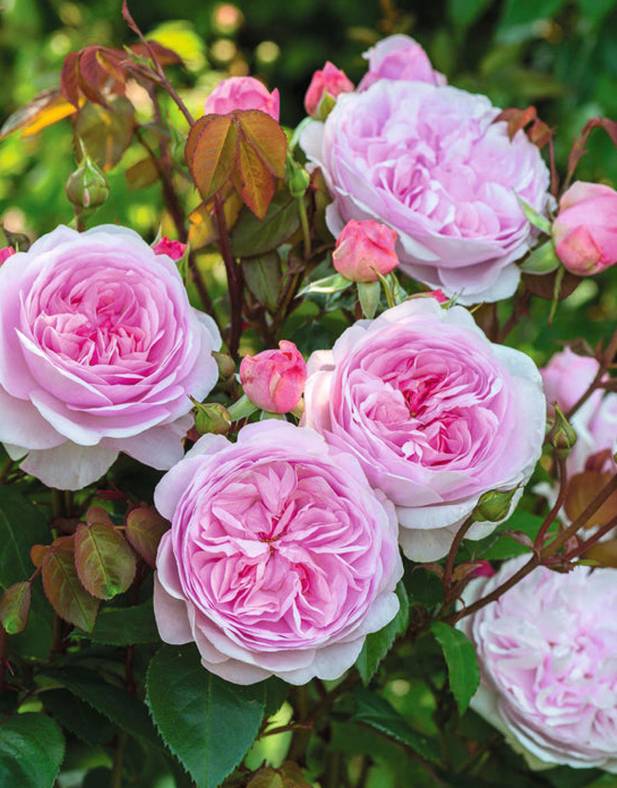 David Austin Roses