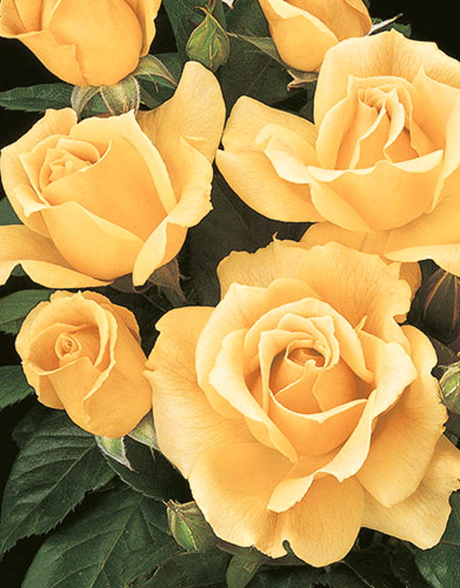 Floribunda Roses Color Floribunda Roses – Chalet