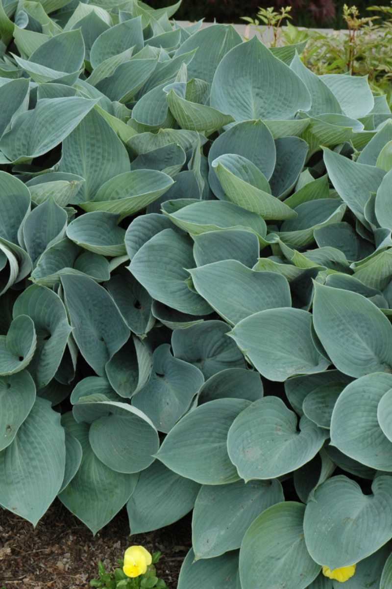 Farm Shade Tolerant Plants