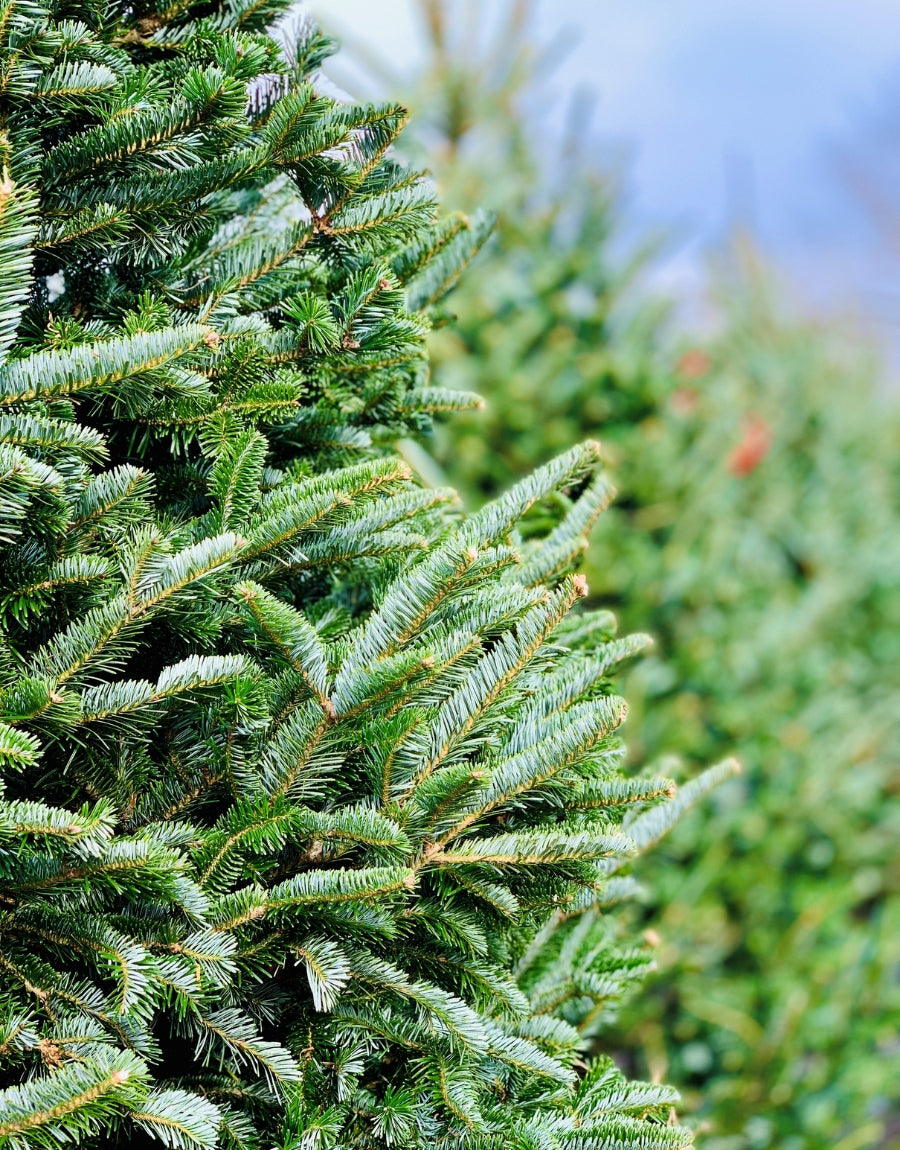 Fresh-cut Christmas Trees