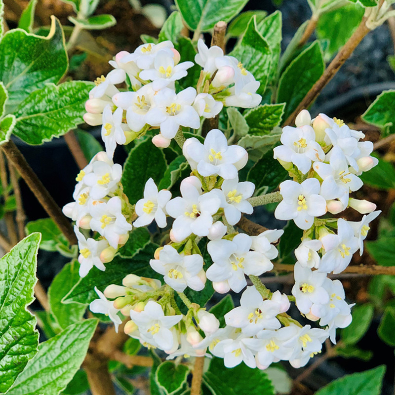 Viburnum