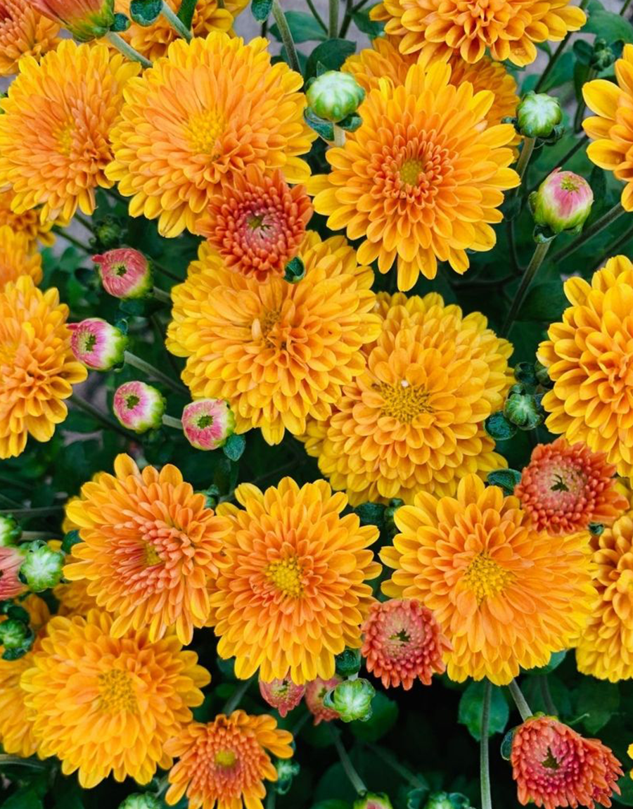 Fall Annuals + Mums