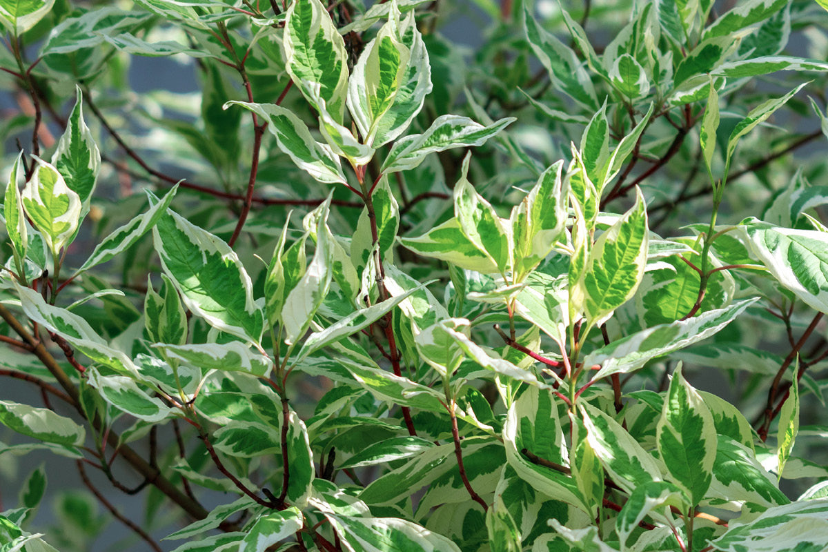 Shrub SALE