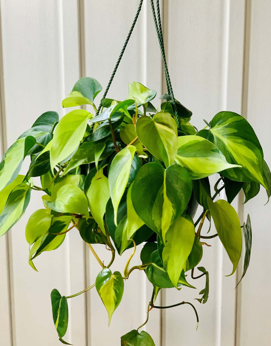 Indoor Hanging Baskets