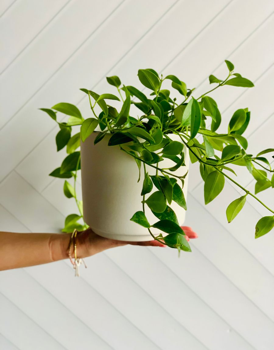 Air-Purifying Indoor Plants