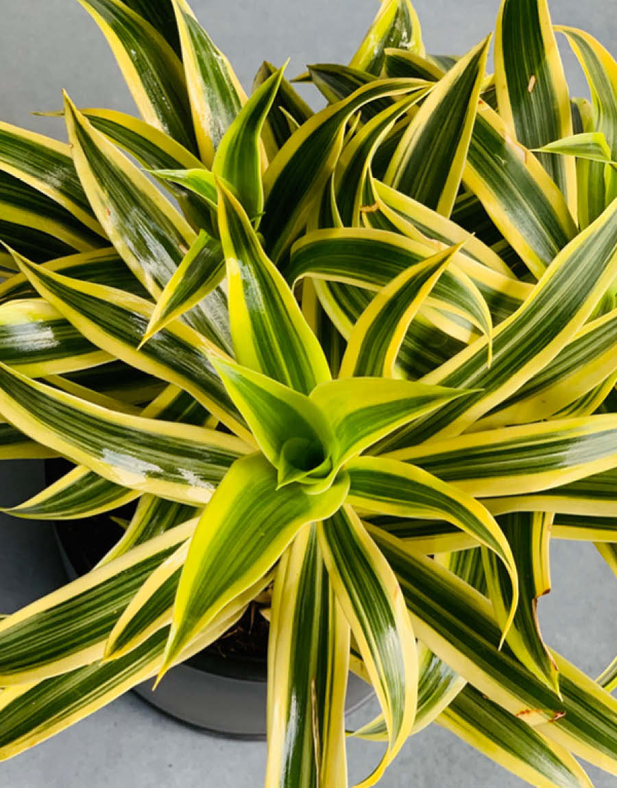 Low Light Tolerant Plants