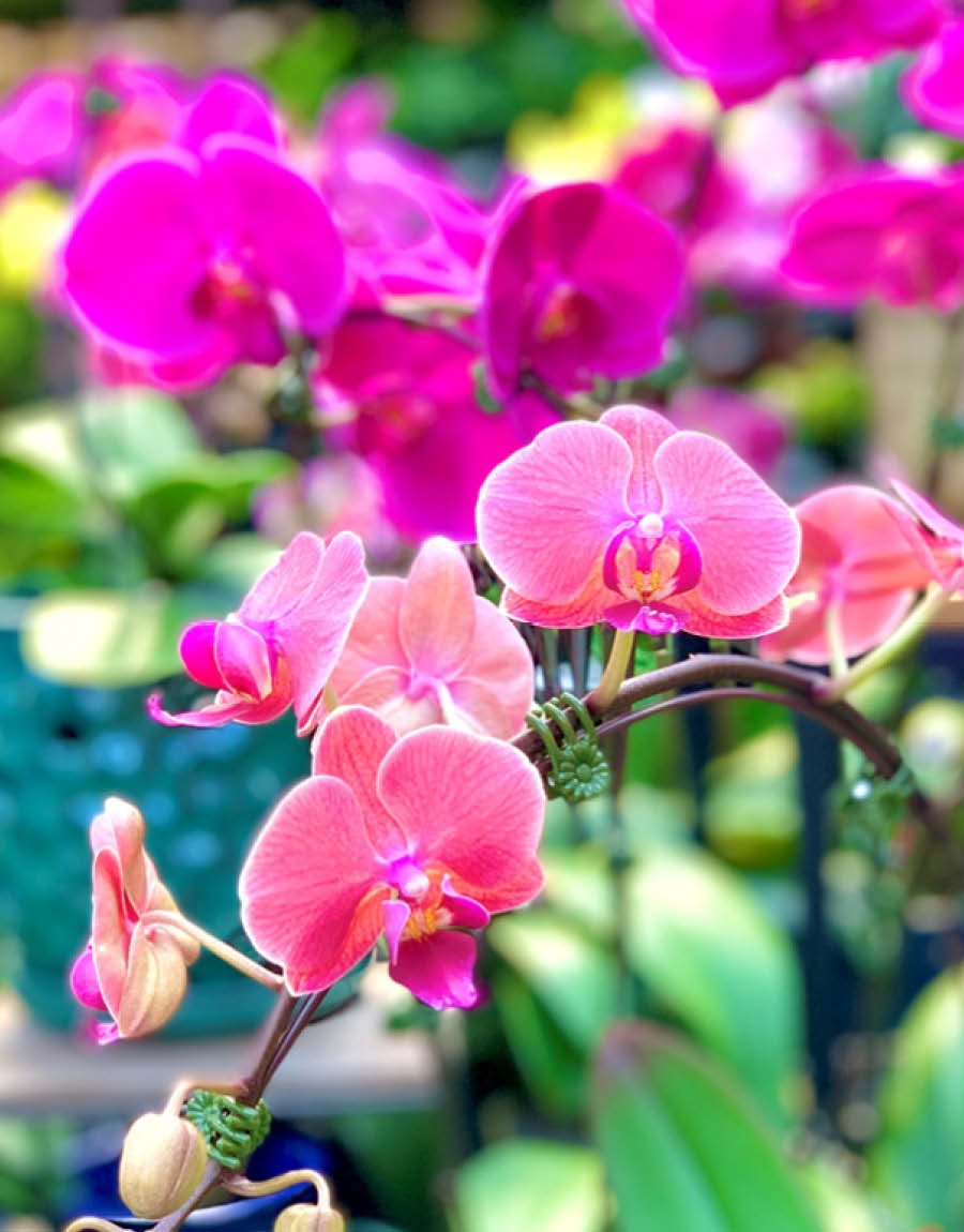 Orchids + Orchid Care Essentials