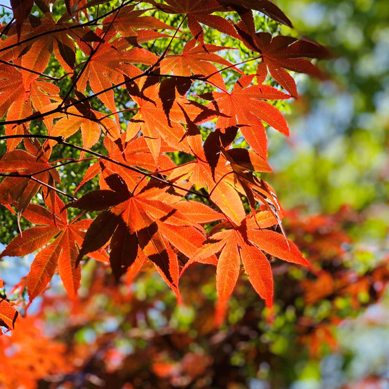 Maples