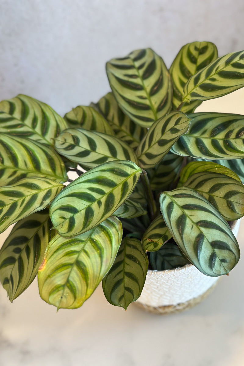 Calatheas
