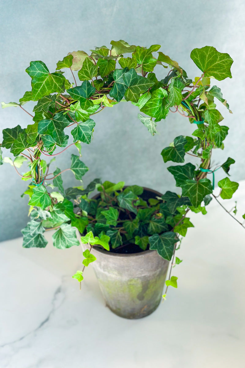 Topiaries