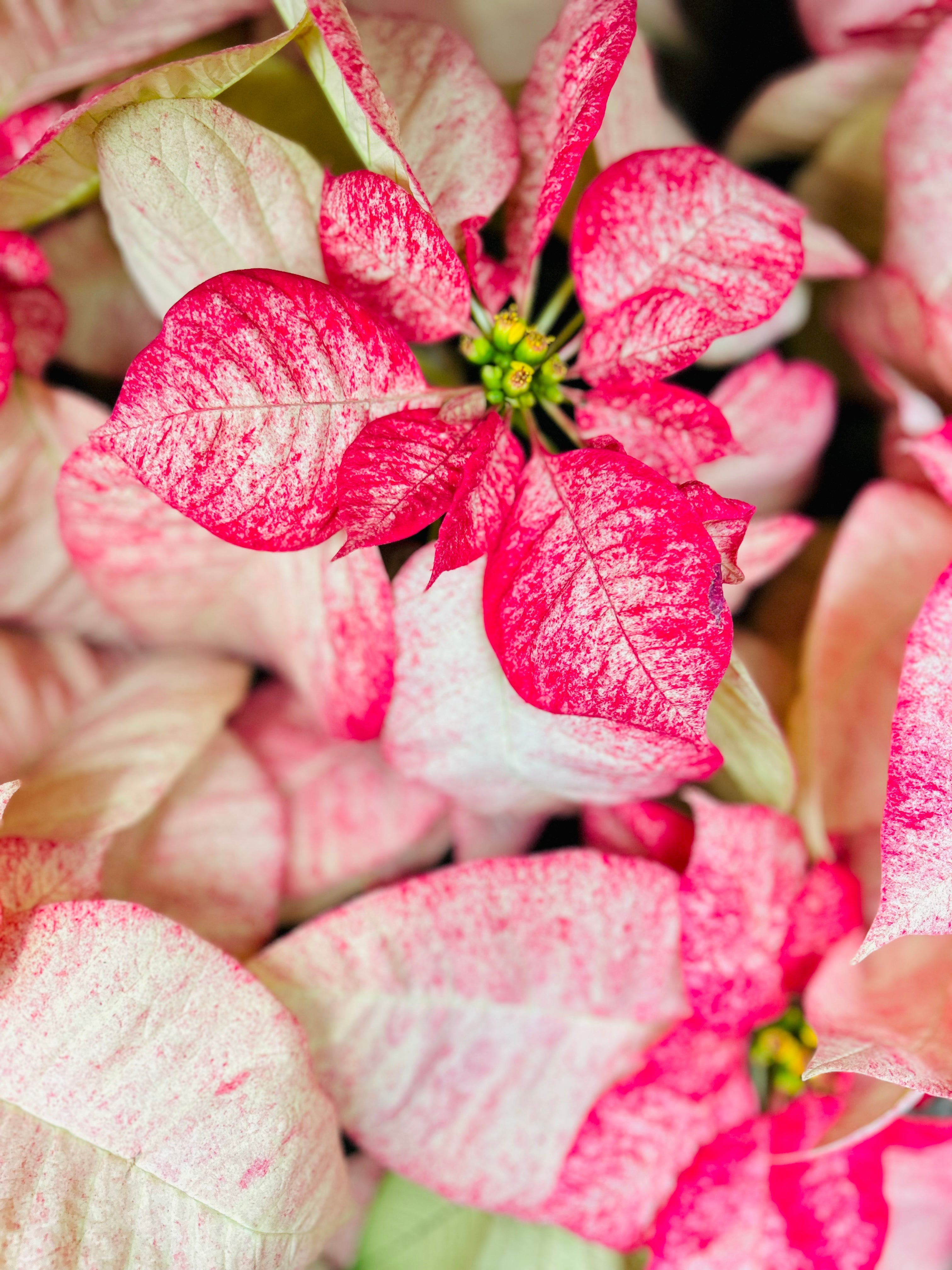 Holiday Indoor Plants