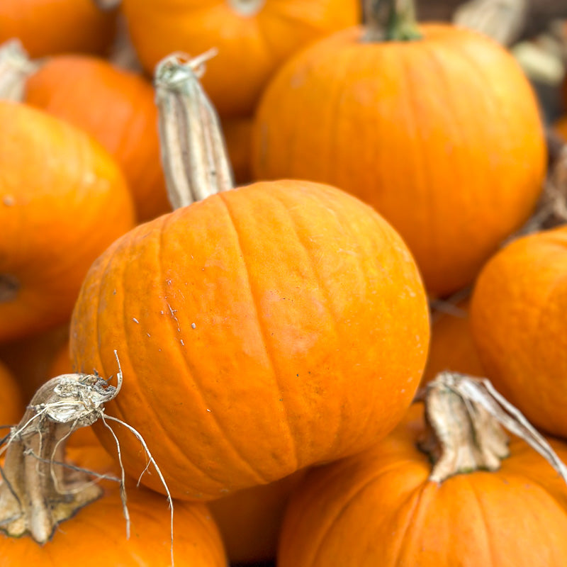 Pumpkins + Porch Decor