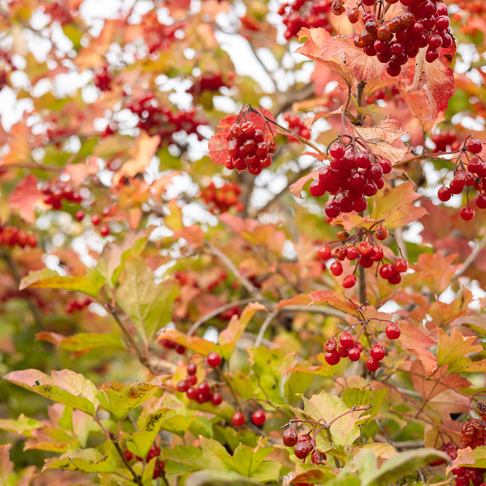 Viburnum