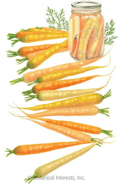 SEED CARROT RAINBOW HYBRID