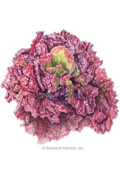 Botanical Interests Red Sails Leaf lettuce Organic Seeds