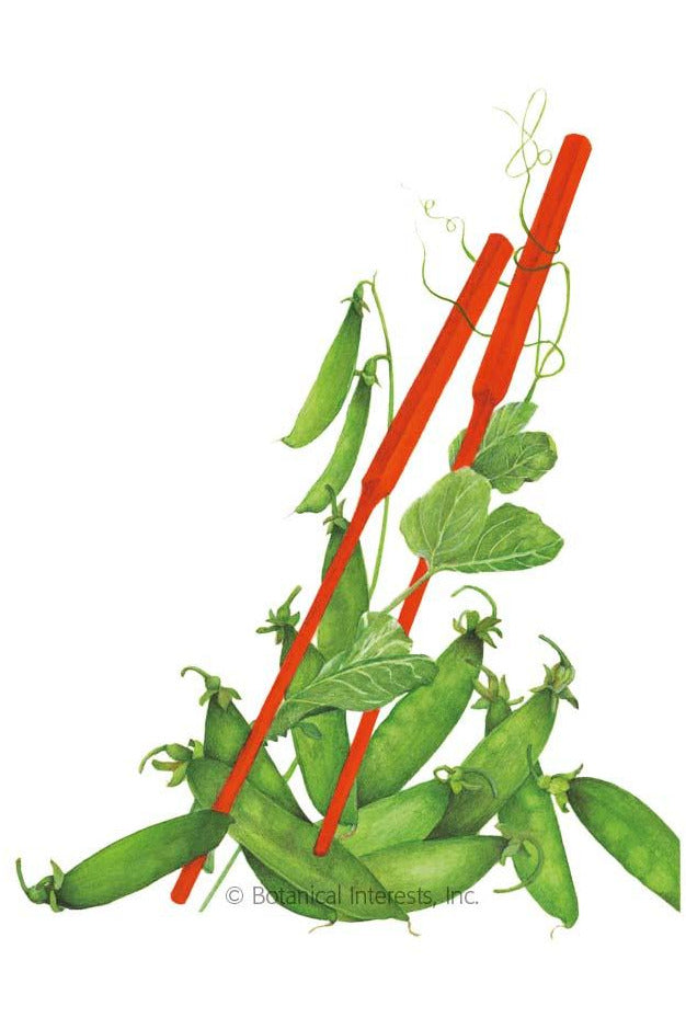 Botanical Interests Oregon Sugar Pod II Snow Pea Organic Seeds