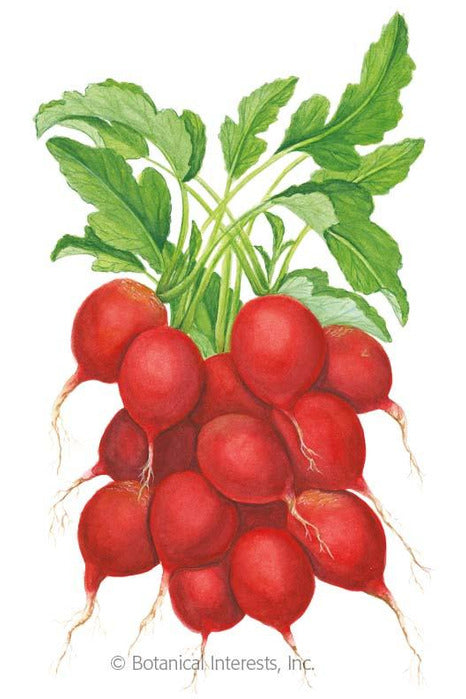 Botanical Interests Cherry Belle Radish Organic Seeds