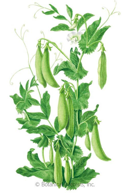 Botanical Interests Sugar Daddy Snap Pea Seeds