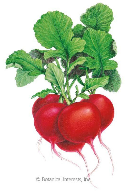 Botanical Interests Crimson Giant Radish Seeds