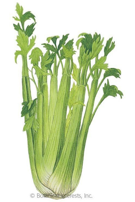 Botanical Interests Utah Celery Organic Seeds