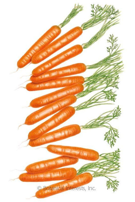 Botanical Interests Little Finger Carrot Organic Seeds