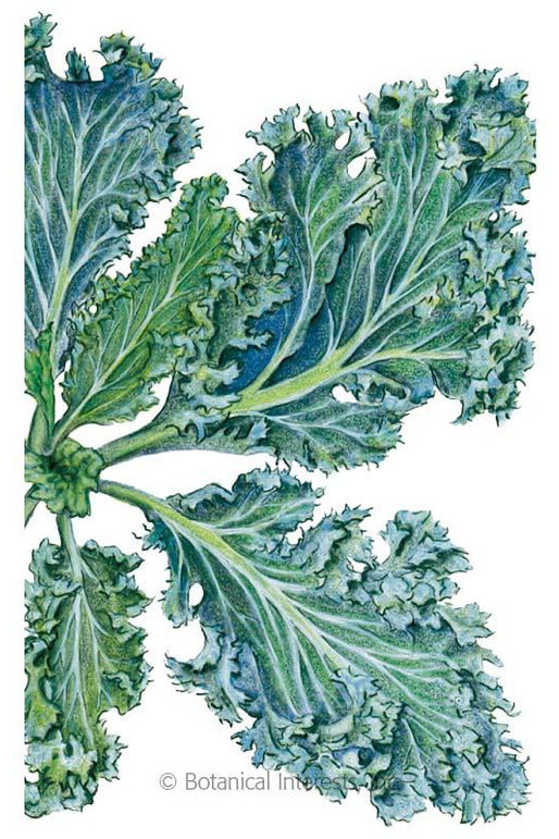 Botanical Interests Dwarf Blue Curled Kale Organic Seeds