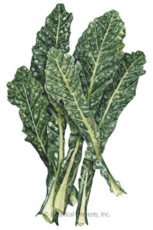 Botanical Interests Lacinato Dinosaur Kale Seeds