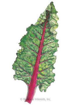 Botanical Interests Ruby Red/Rhubarb Swiss Chard Organic Seeds