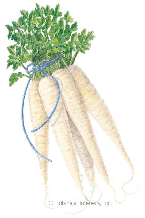 Botanical Interests All American Parsnip Seeds